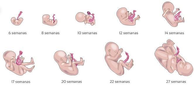 (2018). El desarrollo del feto semana a semana. Pinterest. (Disponível em 9/12/2024)