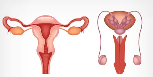 Sistema reprodutor masculino. Biologia Net. (Disponível em 9/12/2024)