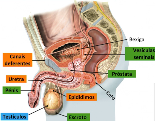 (2021). Ciências Naturais e Cidadania - 9.o ano - Sistema reprodutor. Estudo Em Casa; RTP. (Disponível em 9/12/2024)