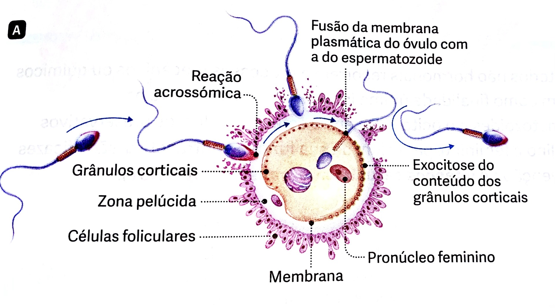 Flores, D. (2020, May 8). Como ocorre a fecundação humana? Escola Educação. (Disponível em 9/12/2024)