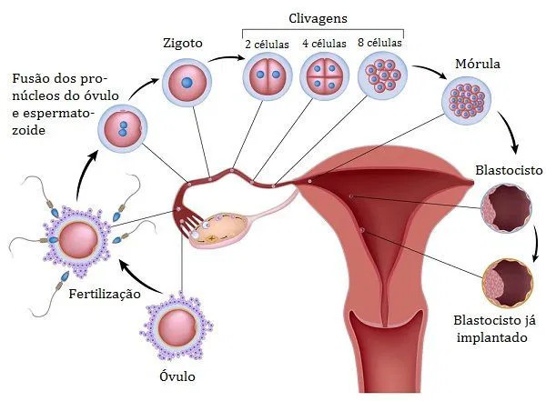 (2019). Bioeduca. Desenvolvimento Embrionário Humano. Blogspot.com. (Disponível em 9/12/2024)