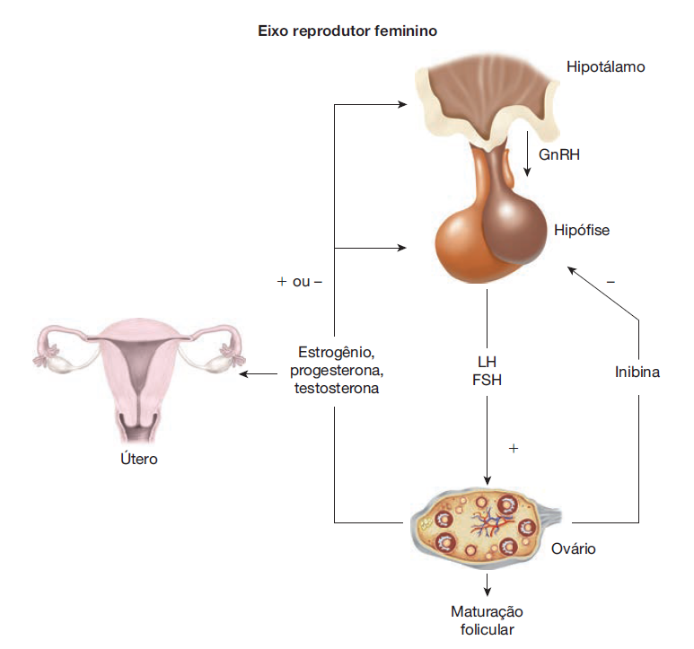 (2024). Pituitary Pathology Flashcards. Quizlet. (Disponível em 9/12/2024)