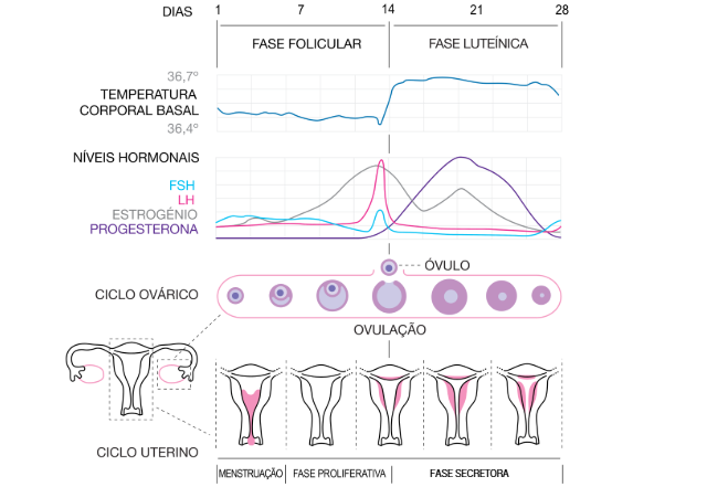 (2024). Diagrama Fases Del Ciclo Menstrual Fases Del Ciclo Menstrual Ciclo | Images and Photos finder. Aiophotoz.com. (Disponível em 9/12/2024)