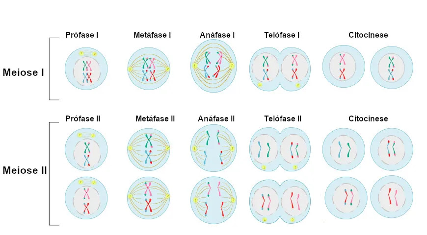 Meiose. Etapas da meiose. Biologia Net. (Disponível em 9/12/2024)